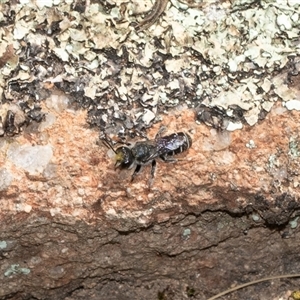 Apis mellifera at Hawker, ACT - Yesterday by AlisonMilton