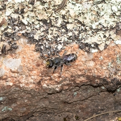 Megachile (Genus) (Leafcutter, Mortar & Resin Bees) at Hawker, ACT - 14 Oct 2025 by AlisonMilton