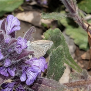 Zizina otis (Common Grass-Blue) at Hawker, ACT - Yesterday by AlisonMilton