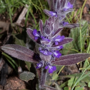 Ajuga australis at Hawker, ACT - Yesterday by AlisonMilton