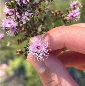 Unverified Other Shrub at Richardson, ACT - Today by KaiDewPHD