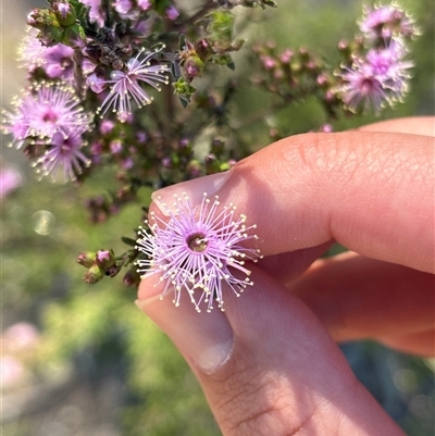 Kunzea parvifolia (Violet Kunzea) at Richardson, ACT - 15 Oct 2025 by KaiDewPHD