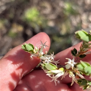 Cryptandra sp. at Calwell, ACT - Today by KaiDewPHD