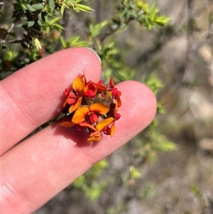 Dillwynia sericea at Denman Prospect, ACT - Yesterday by KaiDewPHD