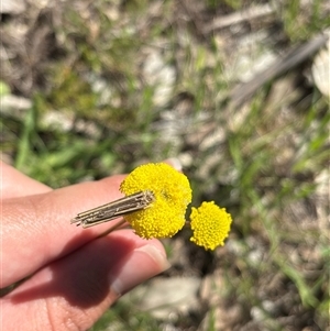 Unverified Moth (Lepidoptera) at Denman Prospect, ACT - Yesterday by KaiDewPHD