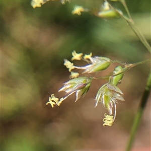 Unverified Grass at Crowther, NSW - Today by Frecko