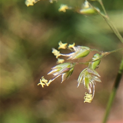 Poa pratensis (Kentucky Bluegrass) at Crowther, NSW - 15 Oct 2025 by Frecko