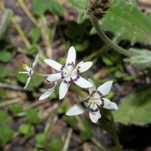 Wurmbea dioica subsp. dioica at Hawker, ACT - Yesterday by AlisonMilton