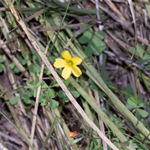 Oxalis (genus) at Hawker, ACT - Yesterday by AlisonMilton