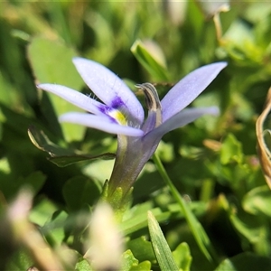 Unverified Plant at Crowther, NSW - Today by Frecko