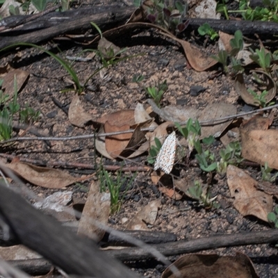 Utetheisa pulchelloides (Heliotrope Moth) at Hawker, ACT - 14 Oct 2025 by AlisonMilton