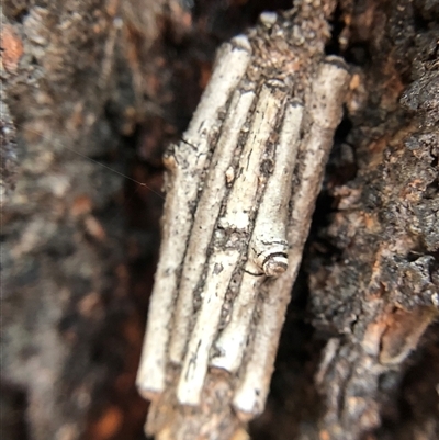 Clania lewinii & similar Casemoths (Parallel stick Case Moths) at Crowther, NSW - 15 Oct 2025 by Frecko