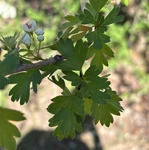 Unverified Other Tree at Richardson, ACT - Today by KaiDewPHD