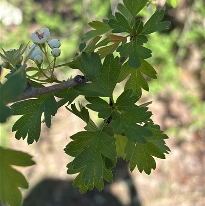 Crataegus monogyna (Hawthorn) at Richardson, ACT - 15 Oct 2025 by KaiDewPHD