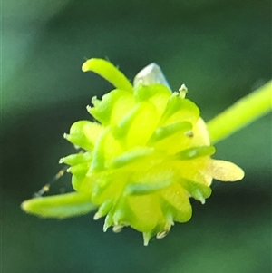 Unverified Plant at Crowther, NSW - Today by Frecko