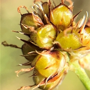 Luzula densiflora at Crowther, NSW - Today by Frecko