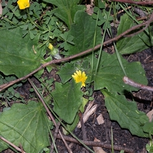 Cymbonotus lawsonianus at Hawker, ACT - Yesterday by AlisonMilton