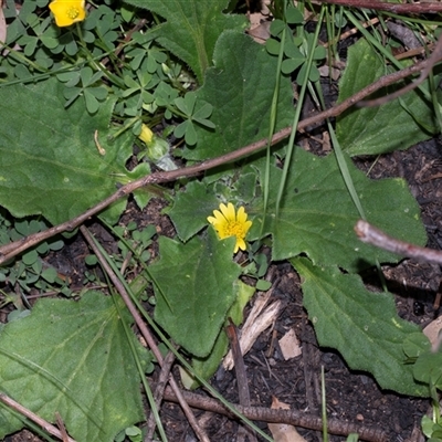 Cymbonotus (genus) (Bears Ears) at Hawker, ACT - 14 Oct 2025 by AlisonMilton
