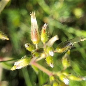 Unverified Plant at Crowther, NSW - Today by Frecko