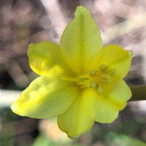 Unverified Plant at Crowther, NSW - Today by Frecko