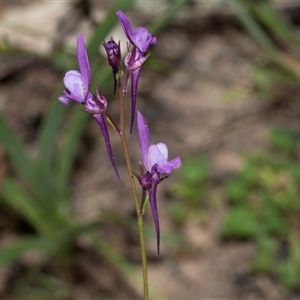 Linaria pelisseriana at Hawker, ACT - Yesterday by AlisonMilton