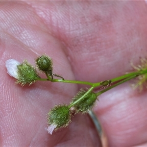 Drosera (genus) at Hawker, ACT - Yesterday by AlisonMilton