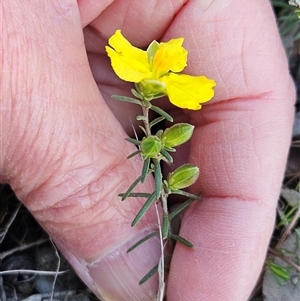 Hibbertia calycina at Hawker, ACT - 12 Oct 2025 by sangio7