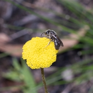 Lasioglossum (Chilalictus) sp. (genus & subgenus) at Hawker, ACT - Yesterday by AlisonMilton