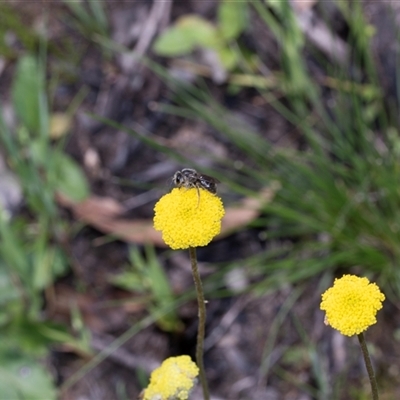 Craspedia variabilis (Common Billy Buttons) at Hawker, ACT - 14 Oct 2025 by AlisonMilton