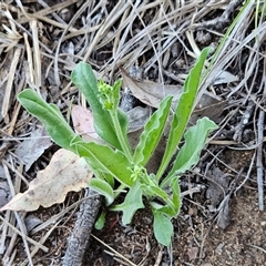 Hackelia suaveolens (Sweet Hounds Tongue) at Hawker, ACT - 12 Oct 2025 by sangio7