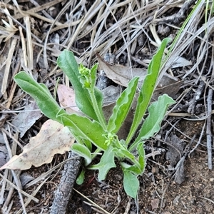 Hackelia suaveolens at Hawker, ACT - 12 Oct 2025 by sangio7