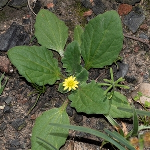 Cymbonotus lawsonianus at Hawker, ACT - Yesterday by AlisonMilton