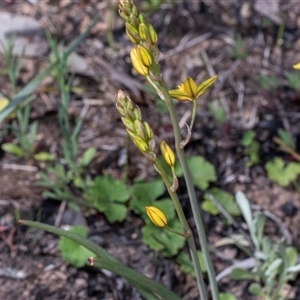 Bulbine bulbosa at Hawker, ACT - Yesterday by AlisonMilton