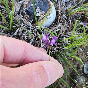 Linaria arvensis at Hawker, ACT - 12 Oct 2025 by sangio7
