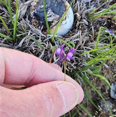 Linaria pelisseriana (Pelisser's Toadflax) at Hawker, ACT - 12 Oct 2025 by sangio7