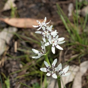 Wurmbea dioica subsp. dioica at Hawker, ACT - Yesterday by AlisonMilton