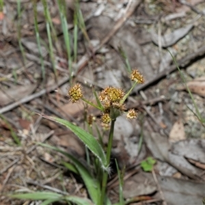 Luzula densiflora at Hawker, ACT - Yesterday by AlisonMilton
