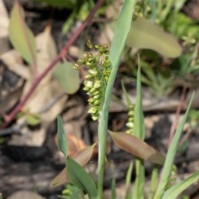 Briza minor (Shivery Grass) at Hawker, ACT - 14 Oct 2025 by AlisonMilton