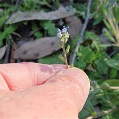Myosotis discolor (Forget-me-not) at Hawker, ACT - 12 Oct 2025 by sangio7