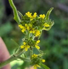 Sisymbrium officinale (Common Hedge Mustard) at Yass River, NSW - 14 Oct 2025 by SenexRugosus