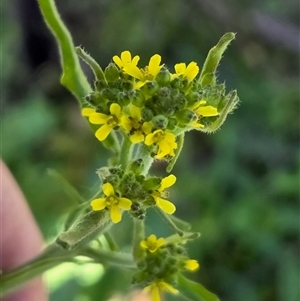 Sisymbrium officinale at Yass River, NSW - Yesterday by SenexRugosus