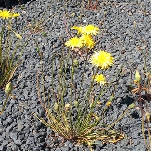 Microseris walteri (Yam Daisy, Murnong) at Garran, ACT - Today by MichaelBedingfield