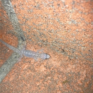 Christinus marmoratus by W