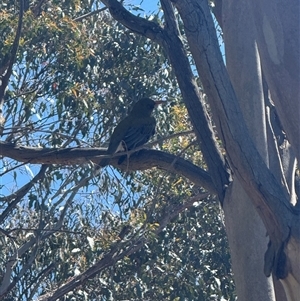 Oriolus sagittatus at Forde, ACT - Today by leith7