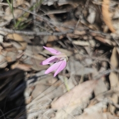 Caladenia carnea (Pink Fingers) at Yarrow, NSW - 15 Oct 2025 by BrianSummers