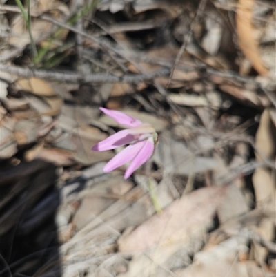 Caladenia carnea (Pink Fingers) at Yarrow, NSW - 15 Oct 2025 by BrianSummers