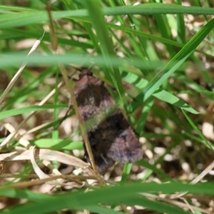 Unverified Moth (Lepidoptera) at Lyons, ACT - Today by ran452