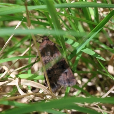 Agrotis infusa (Bogong Moth, Common Cutworm) at Lyons, ACT - 15 Oct 2025 by ran452