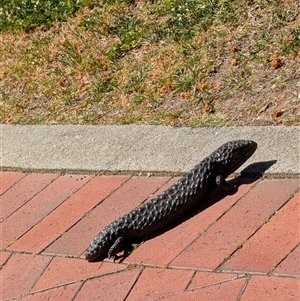 Tiliqua rugosa at Nicholls, ACT - Today by canberraadams