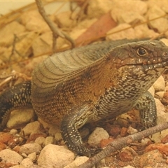 Egernia cunninghami (Cunningham's Skink) at Acton, ACT - 14 Oct 2025 by HelenCross